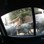 【インド・アグラ旅記録6】信じられる？牛がその辺に普通にいるという状況(2017年冬)