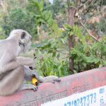 【インド・リシケシ旅記録29】顔が黒い猿がたくさんいる！(2017年冬)
