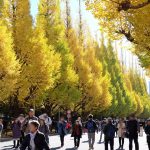 【東京】人！人！！人ぉー！！大混雑の神宮外苑いちょう並木を見に行ってきた。
