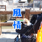 【千葉県香取市】愛犬と一緒に！小江戸の町、佐原で食べ歩き！(2022年2月)